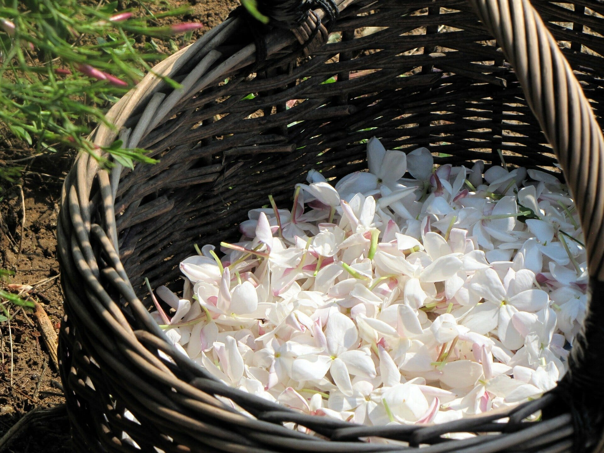 3大フローラル 魅惑の白い花 ジャスミン Fragranstar